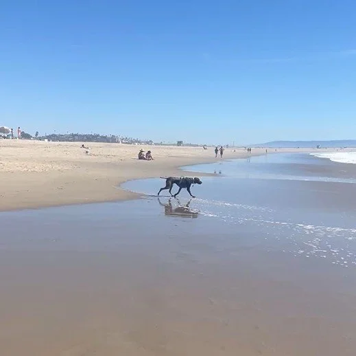 Bowa running on the beach.jpeg