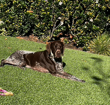 Bowa in the grass.png