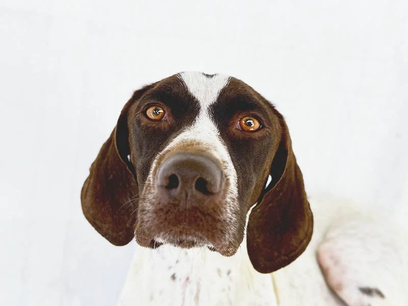 Juno