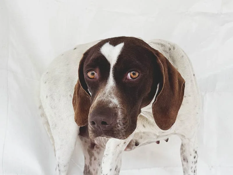 Juno Was Dumped Pregnant… Now She’s Everyone’s Dream Dog
