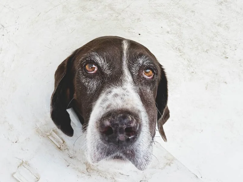 Dutch’s Story Is Why Every Dog Owner Needs a Plan