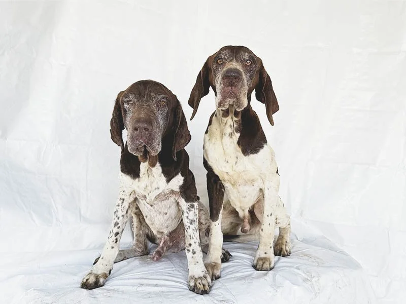 Cowboy &amp; Mash: Two Forgotten Dogs Found Searching for Food in Compton
