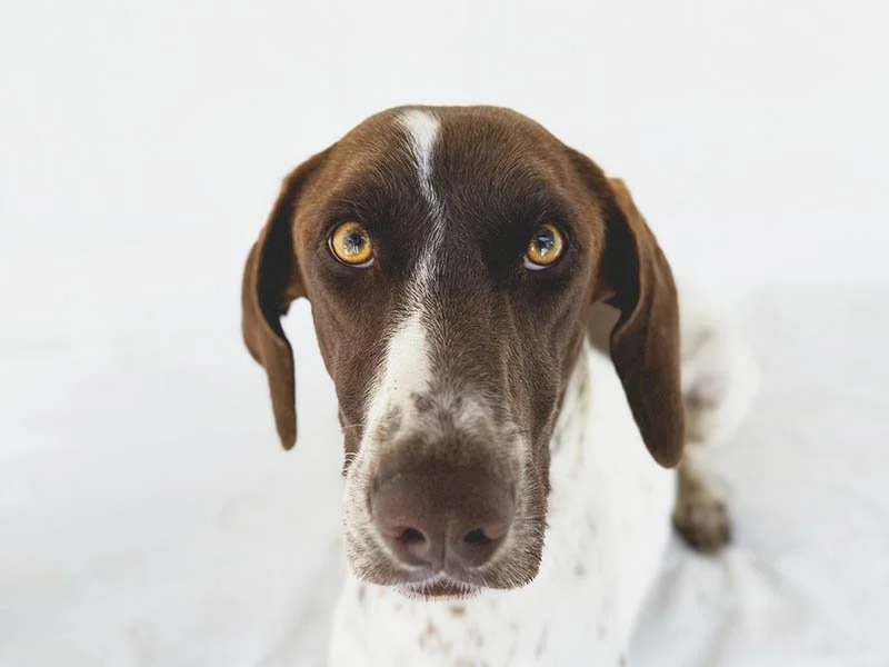 Pepper
