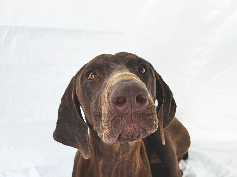 Olive Was Ready to Leave the Shelter; Now She's Waiting for Her Forever Home