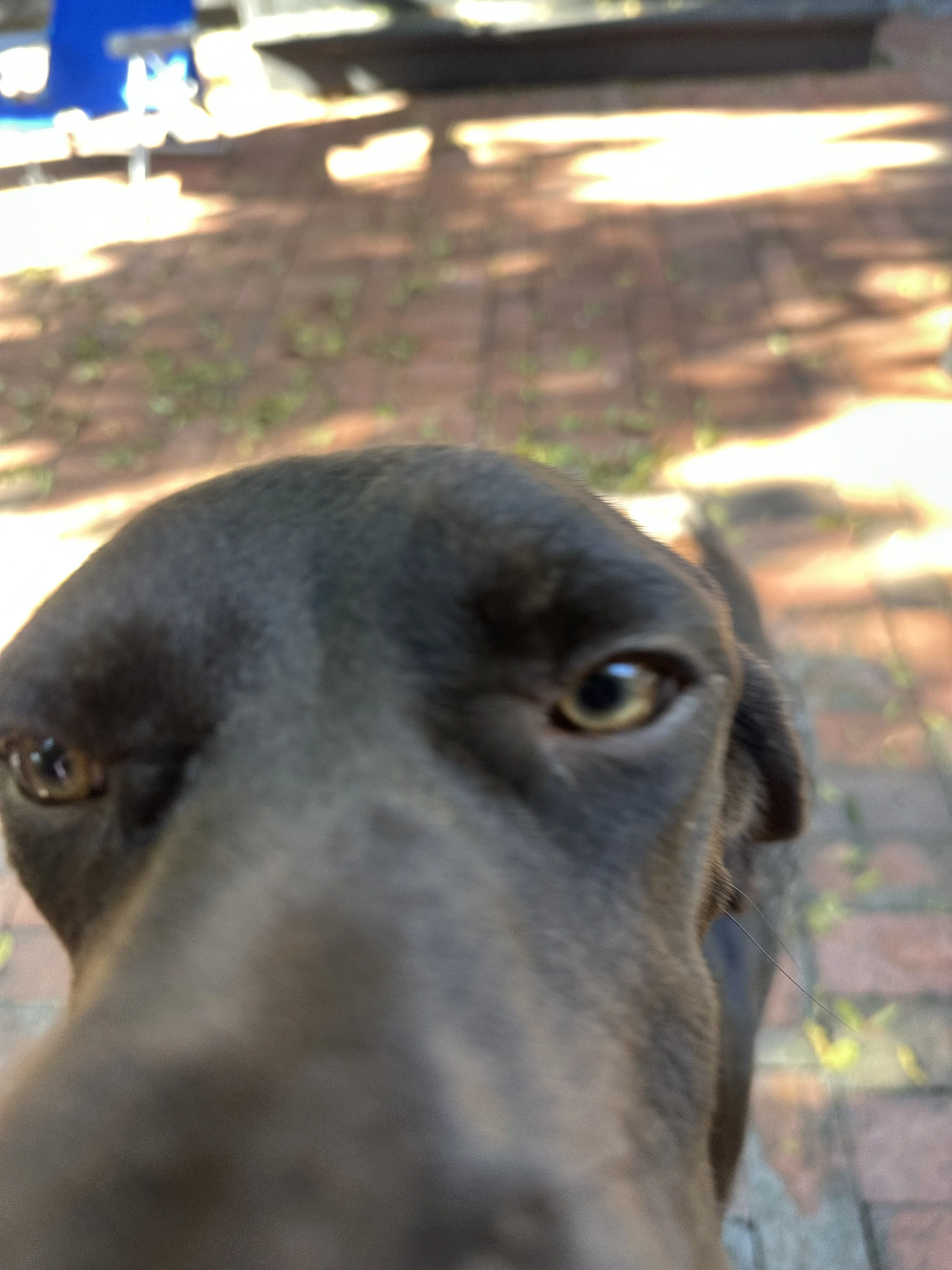 IMG_8464.jpeg