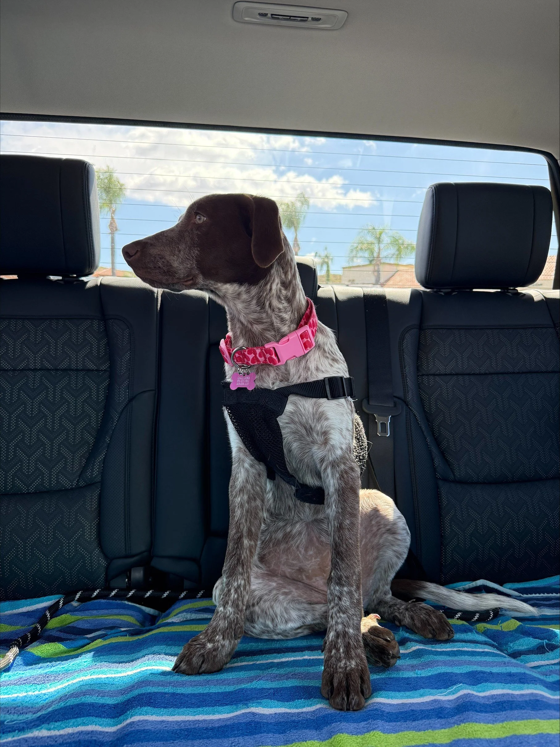 Beru riding in the car.jpeg