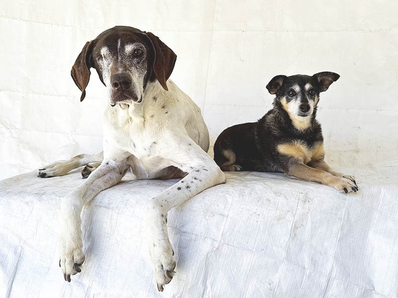 How a German Shorthaired Pointer rescue became a second chance for an unexpected Chihuahua