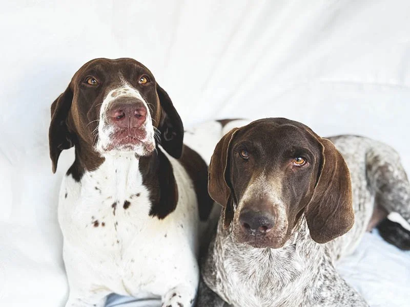 Bruno and Joy: Rescued Before the July 5th Shelter Rush
