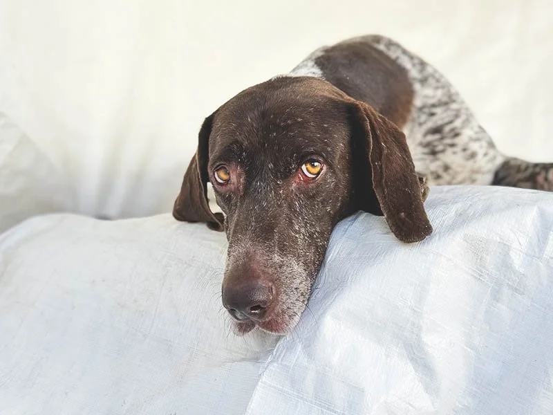 Shelters Filled After July 4th—Then We Met Mavis &amp; Mortiz