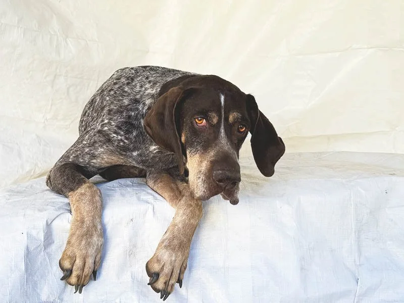 No One Came Looking for Blue… Now He’s Looking for a Forever Home!