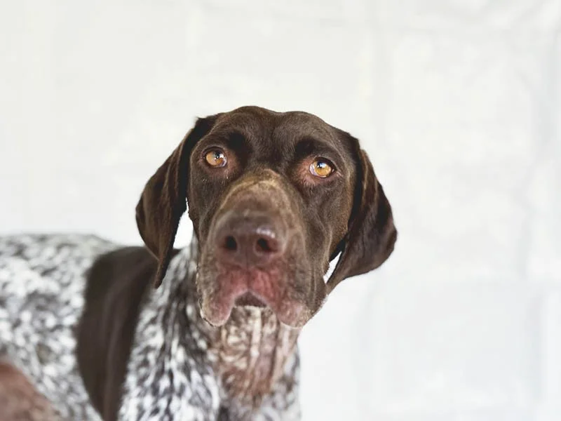 Ella Was Adopted—Then Dumped at a Different Shelter
