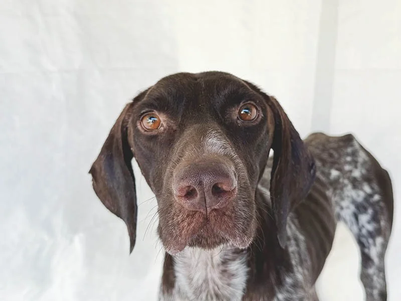 Fifteen Pounds and a Second Chance: Klause’s Journey to a New Home
