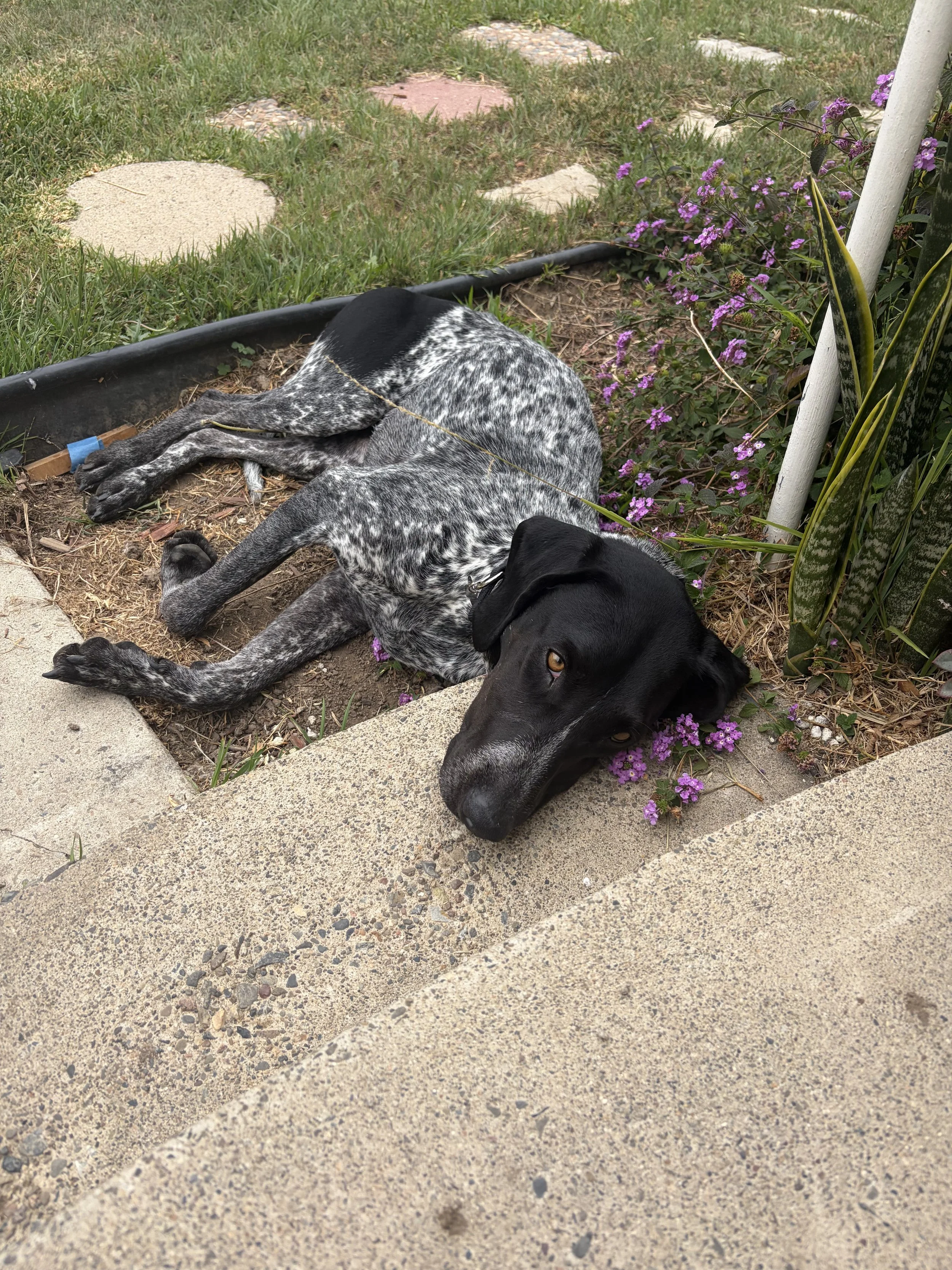 IMG_0452.jpeg