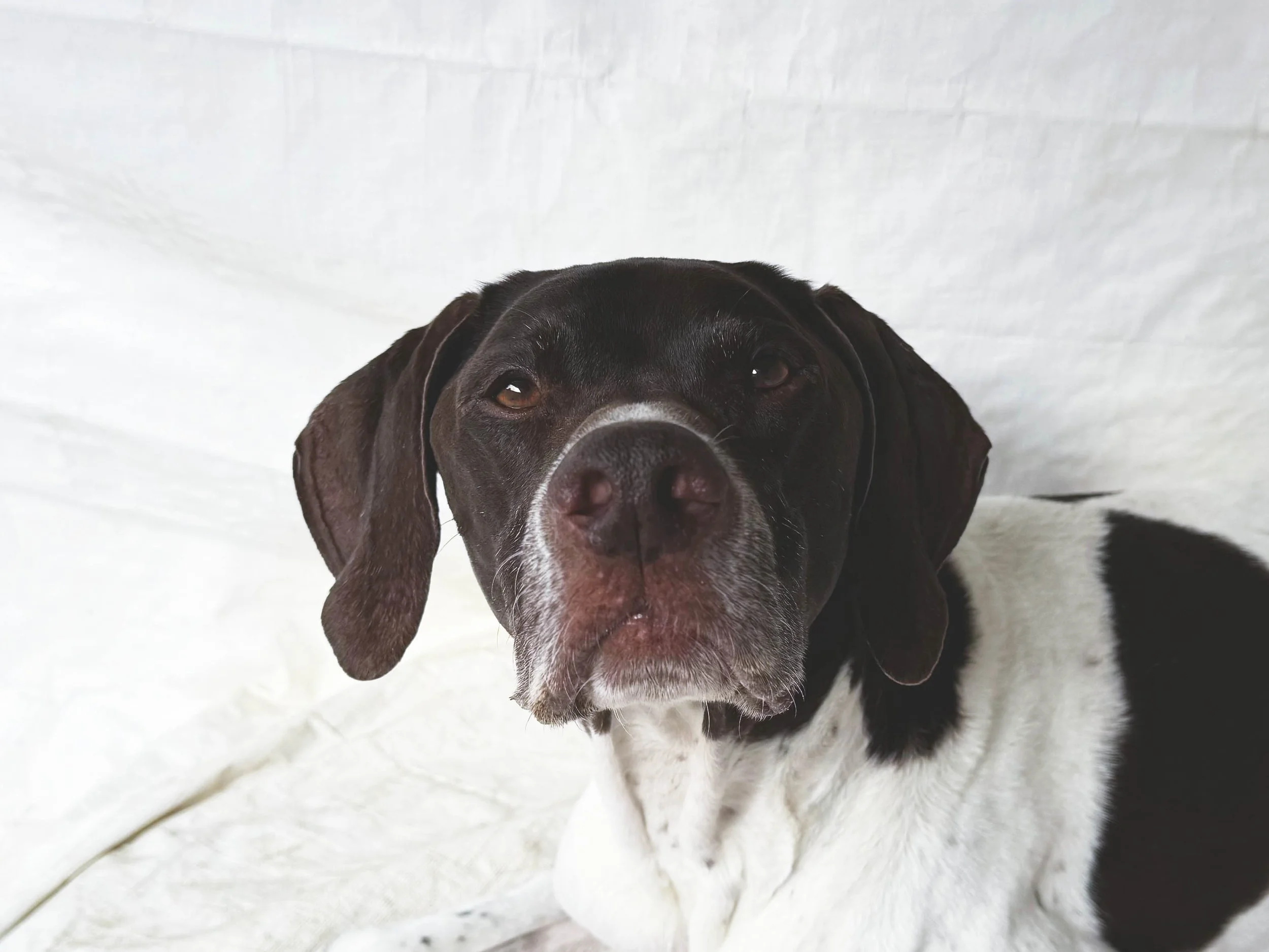 JCletus