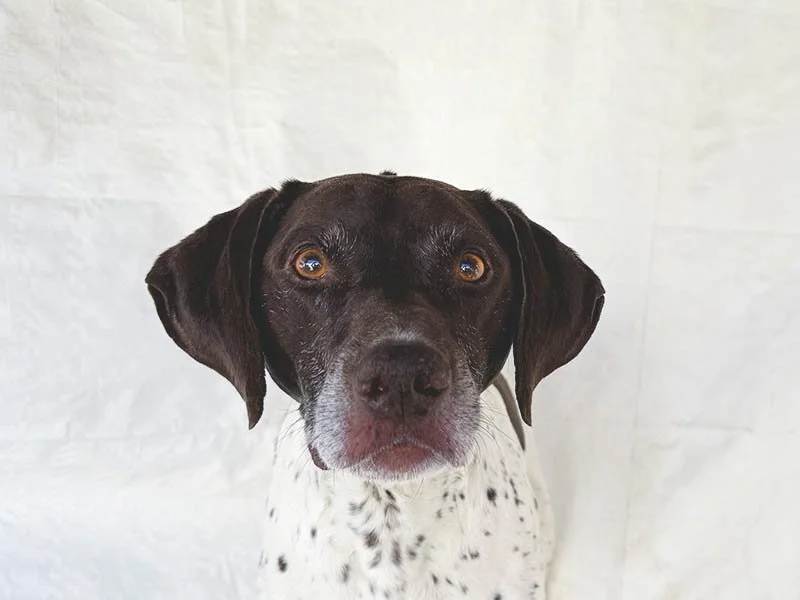 His Family Had Tucker for 8 Years. Then They Gave Him Up for Digging.
