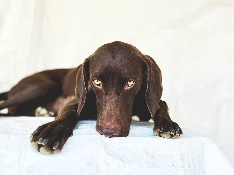 Auggie Was Young &amp; Sweet. Why Wasn’t She Adopted?&nbsp;