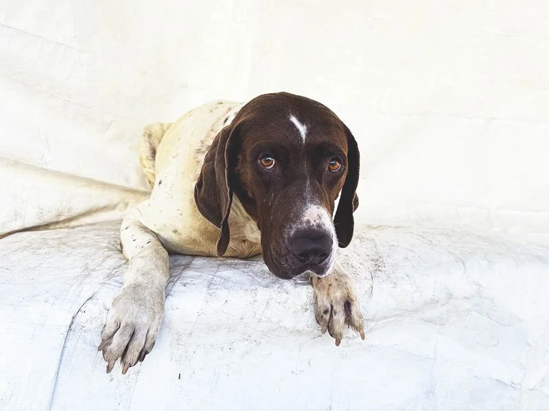 Whiskey Has Top-Shelf Energy and Plenty of Love to Give