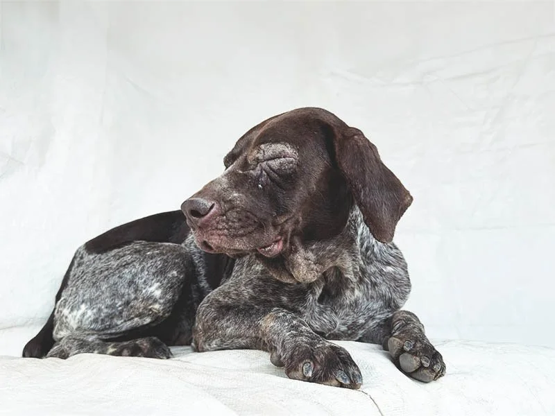 Ivy Has Places to Go: A GSP Rescue Story