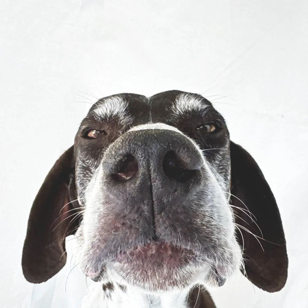 Oreo the GSP Knows Exactly Where Your Attention Belongs