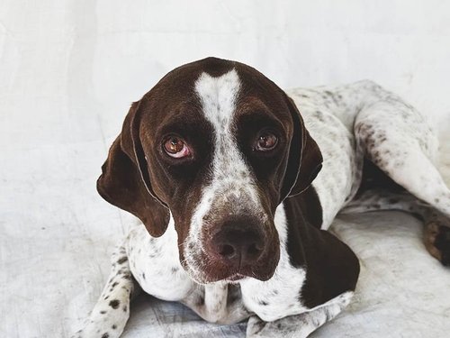 Daisy Duke — California GSP Rescue