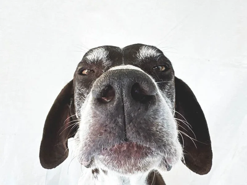The look you get when you know it's time to pet your German Shorthaired Pointer