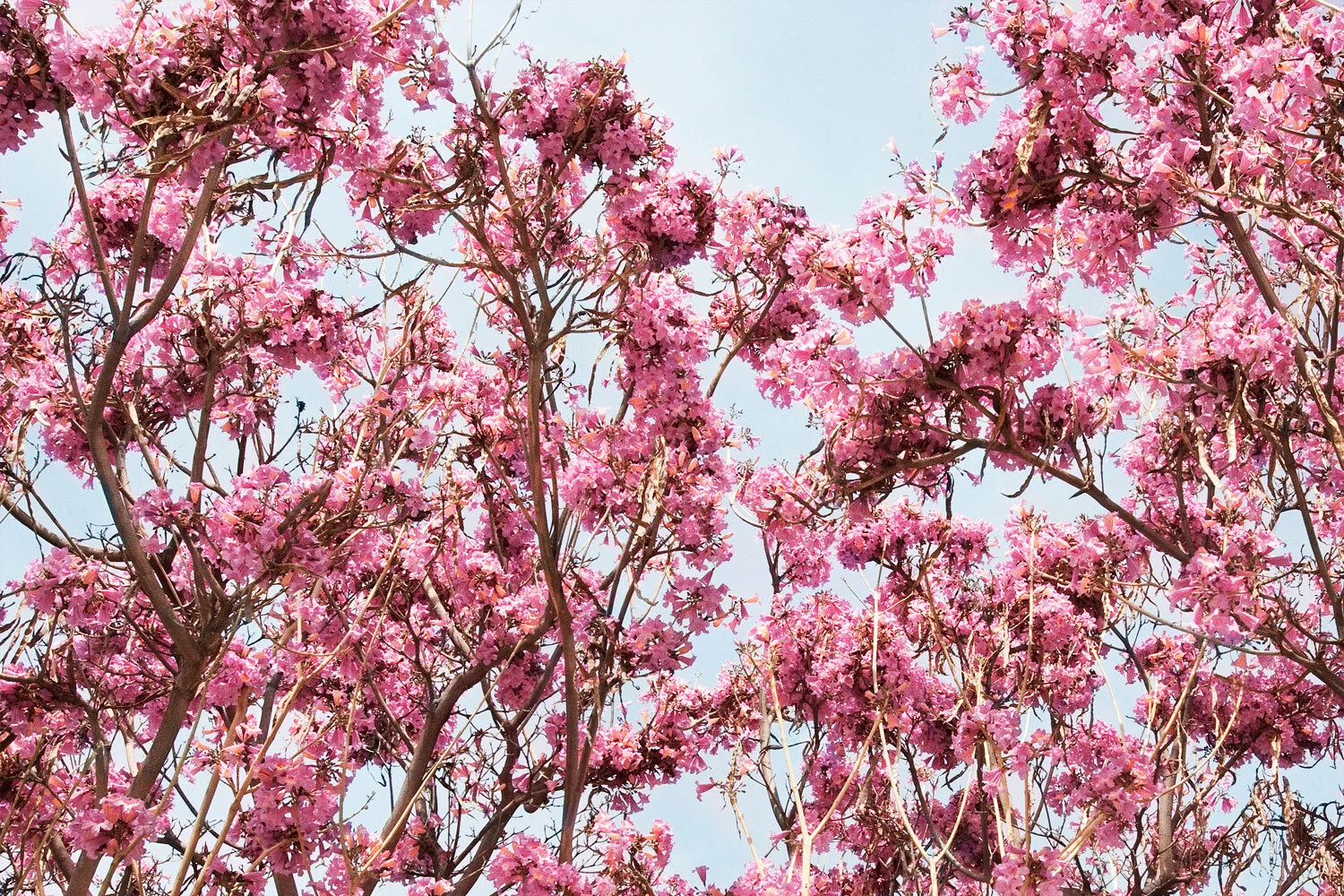 Pink-Trumpet-Tree-Claudia-Lucia.jpg