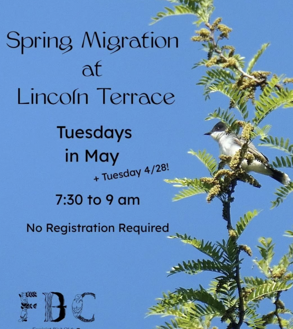 NYC - Spring Migration at Lincoln Terrace 5/26