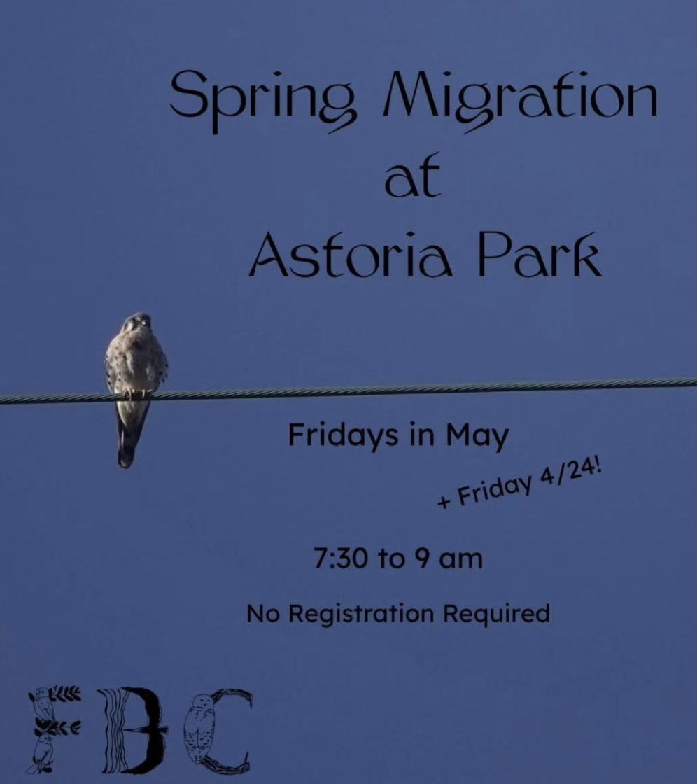 NYC - Spring Migration at Astoria Park 5/29