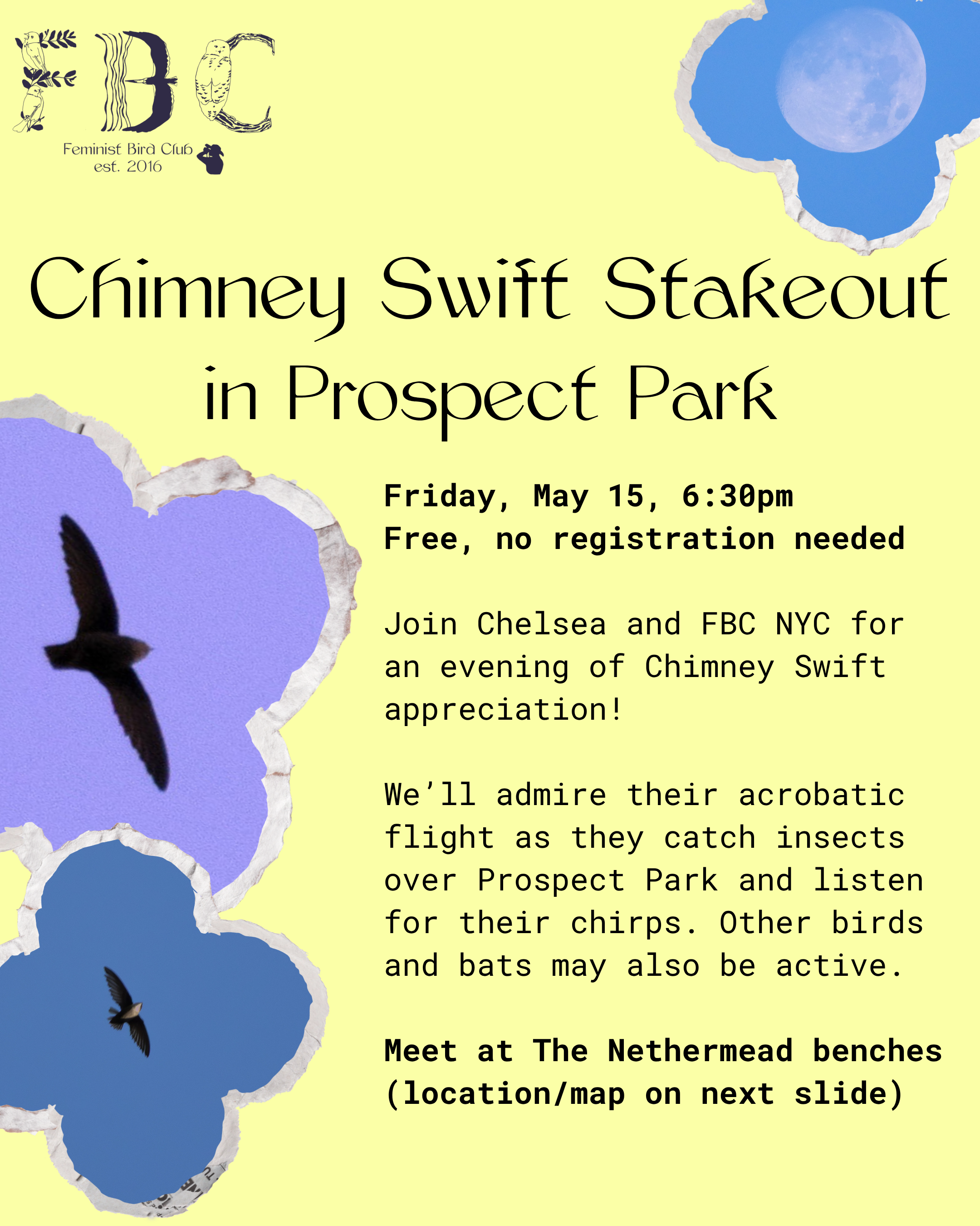 NYC - Chimney Swift Stakeout in Prospect Park