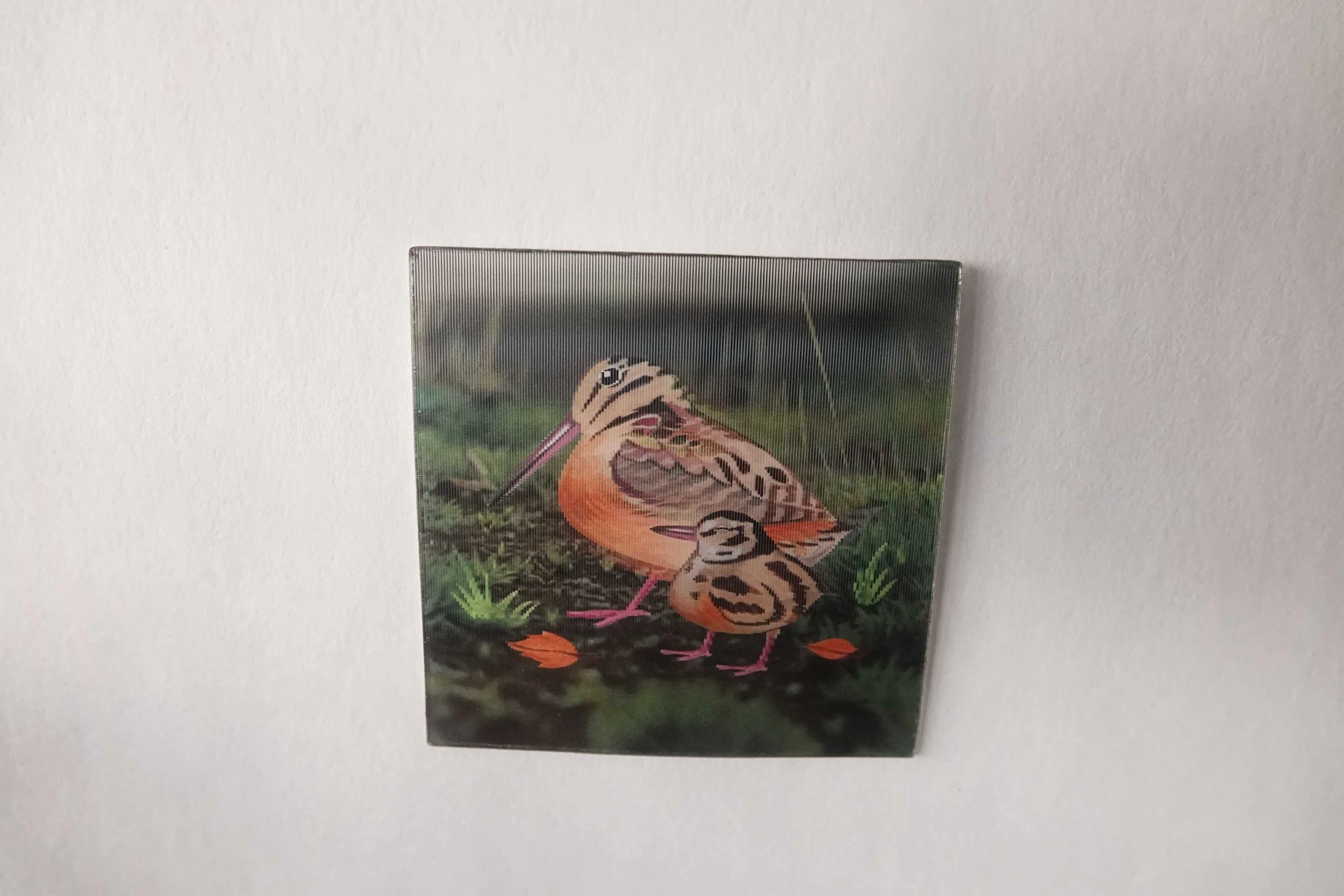 American Woodcock Lenticular Sticker 2.5in