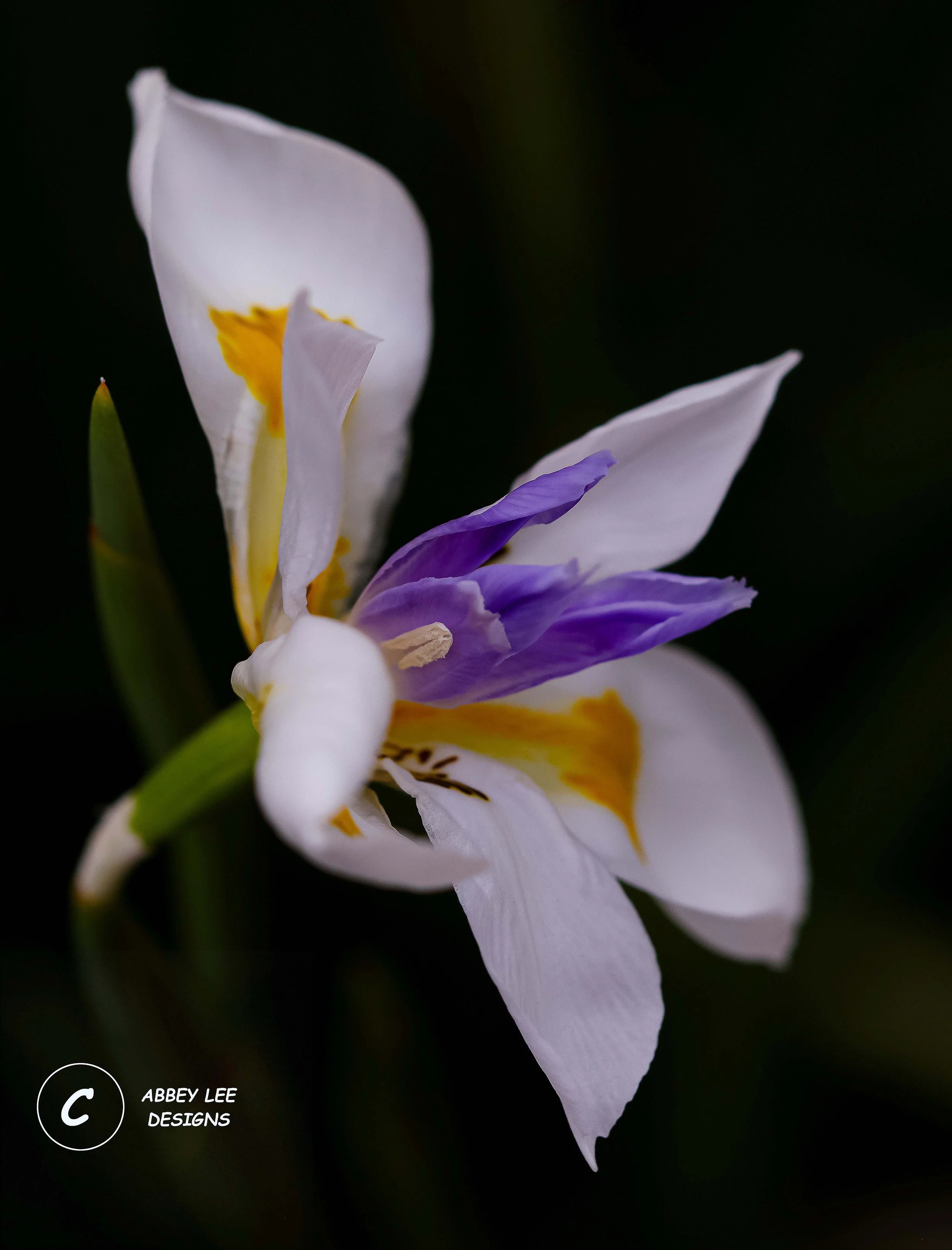 1A1A0814_Watermarked_iris.jpg