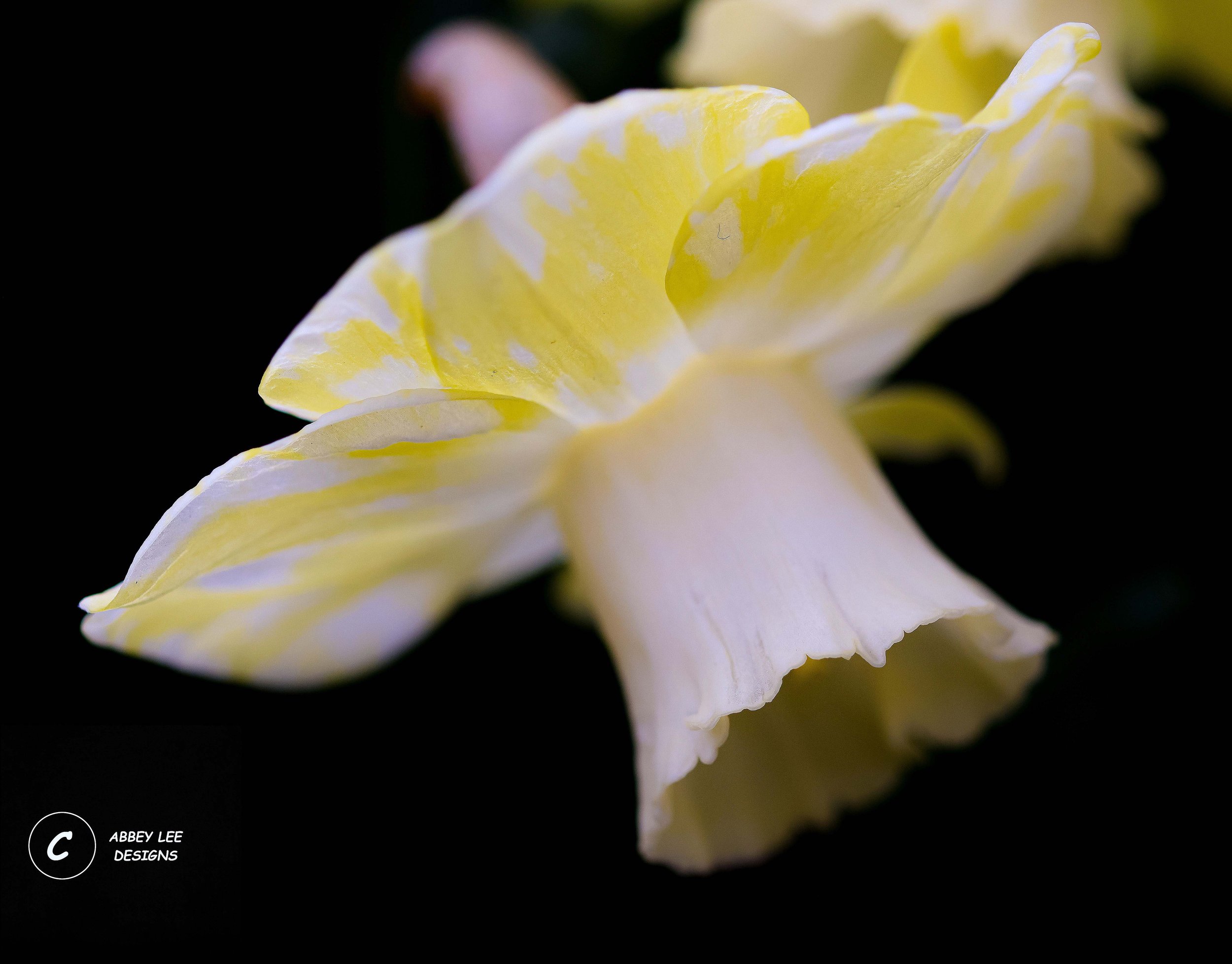 1A1A0825_Watermarked_yellow_daffodil.jpg