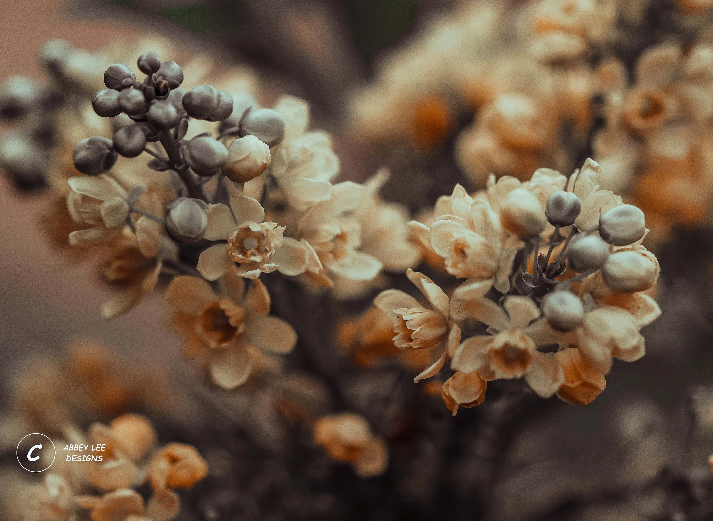 1A1A0829_Watermarked_flowers.jpg