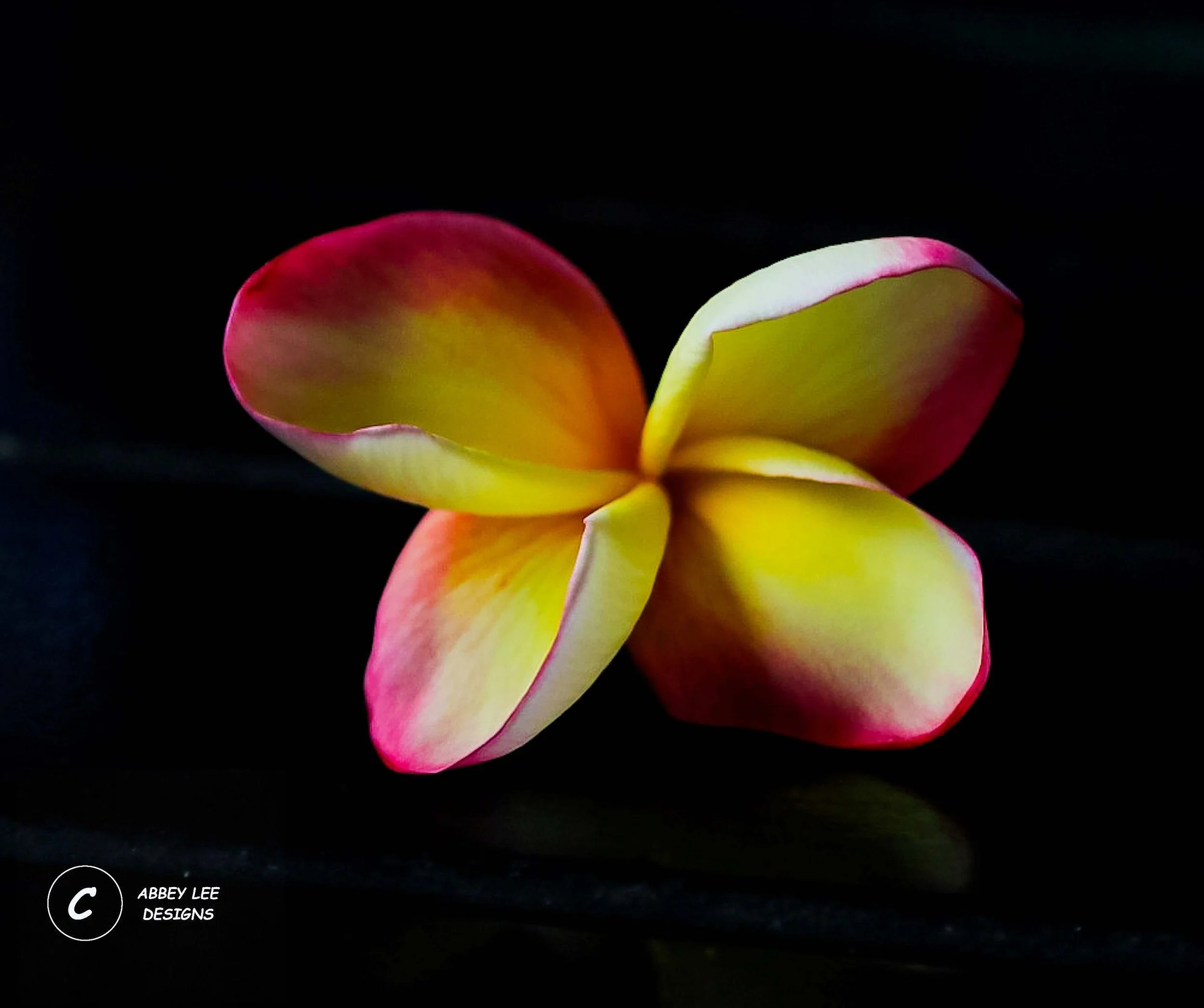 204A0274_Watermarked_frangipani.jpg