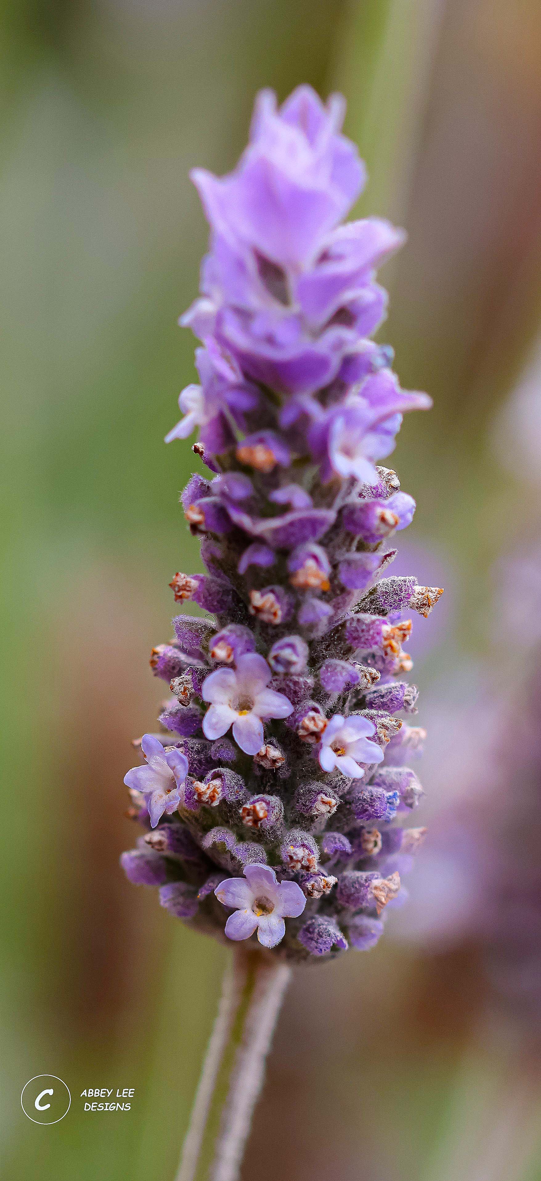 1A1A0817_Watermarked_lavendar.jpg