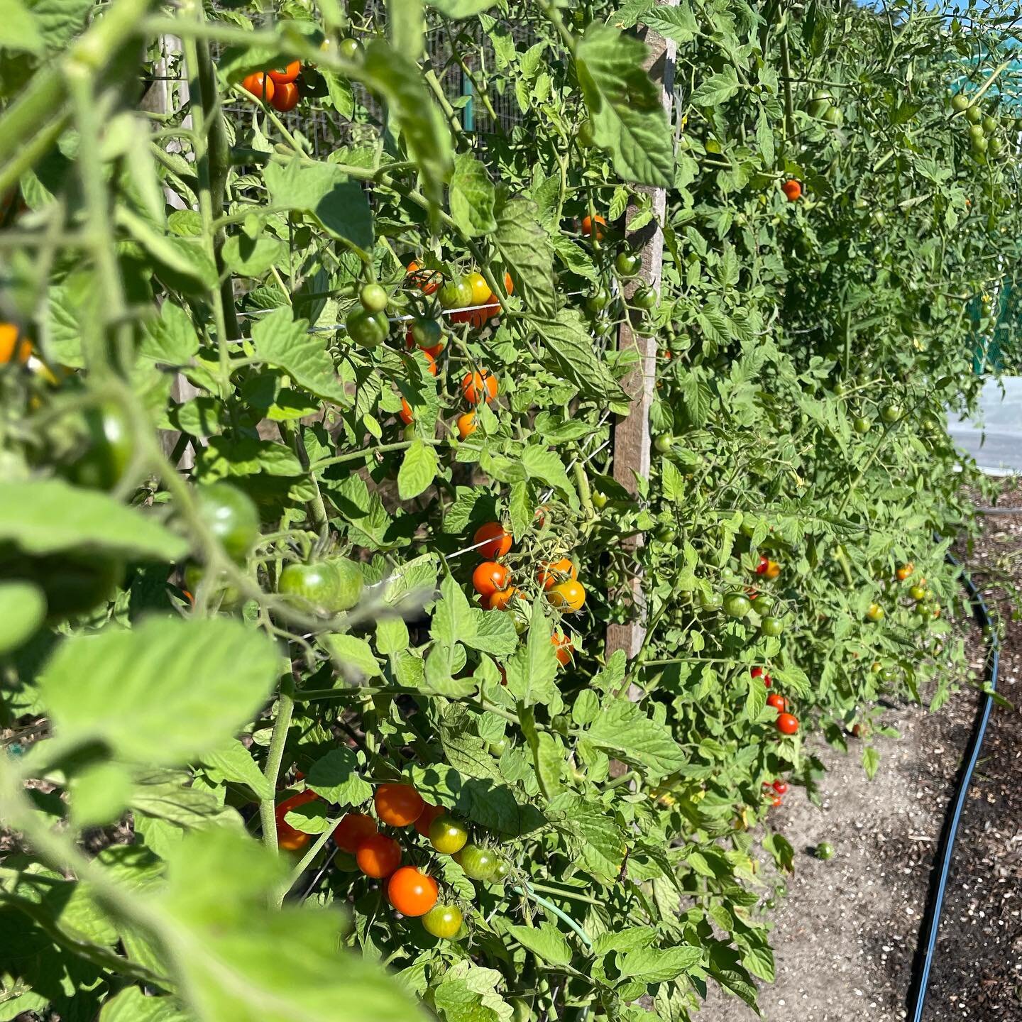 Tomatoes in full swing 🍅. Hope this client has some hungry friends! 😋
.
.
.
#ackislandharvest #nantucket #cherrytomatoes #growingtomatoes #kitchengarden #vegetablegarden