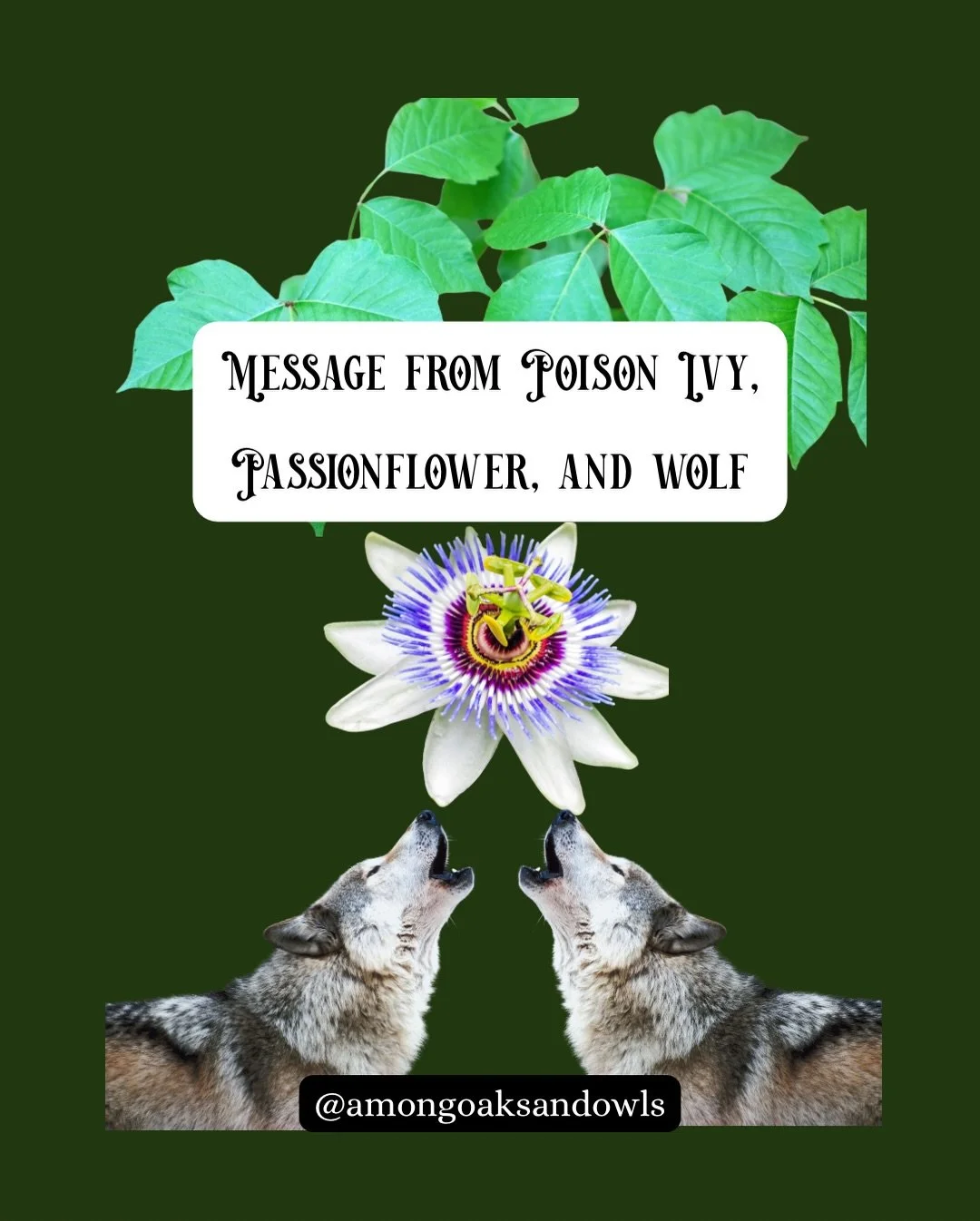 Message from Poison Ivy, Wolf &amp; Passionflower

I&rsquo;ve been sitting with the Earth. Praying, requesting guidance, and trying to figure out what I can do to help the world through all of this fucked up violence, supremacy, colonialism, and grie
