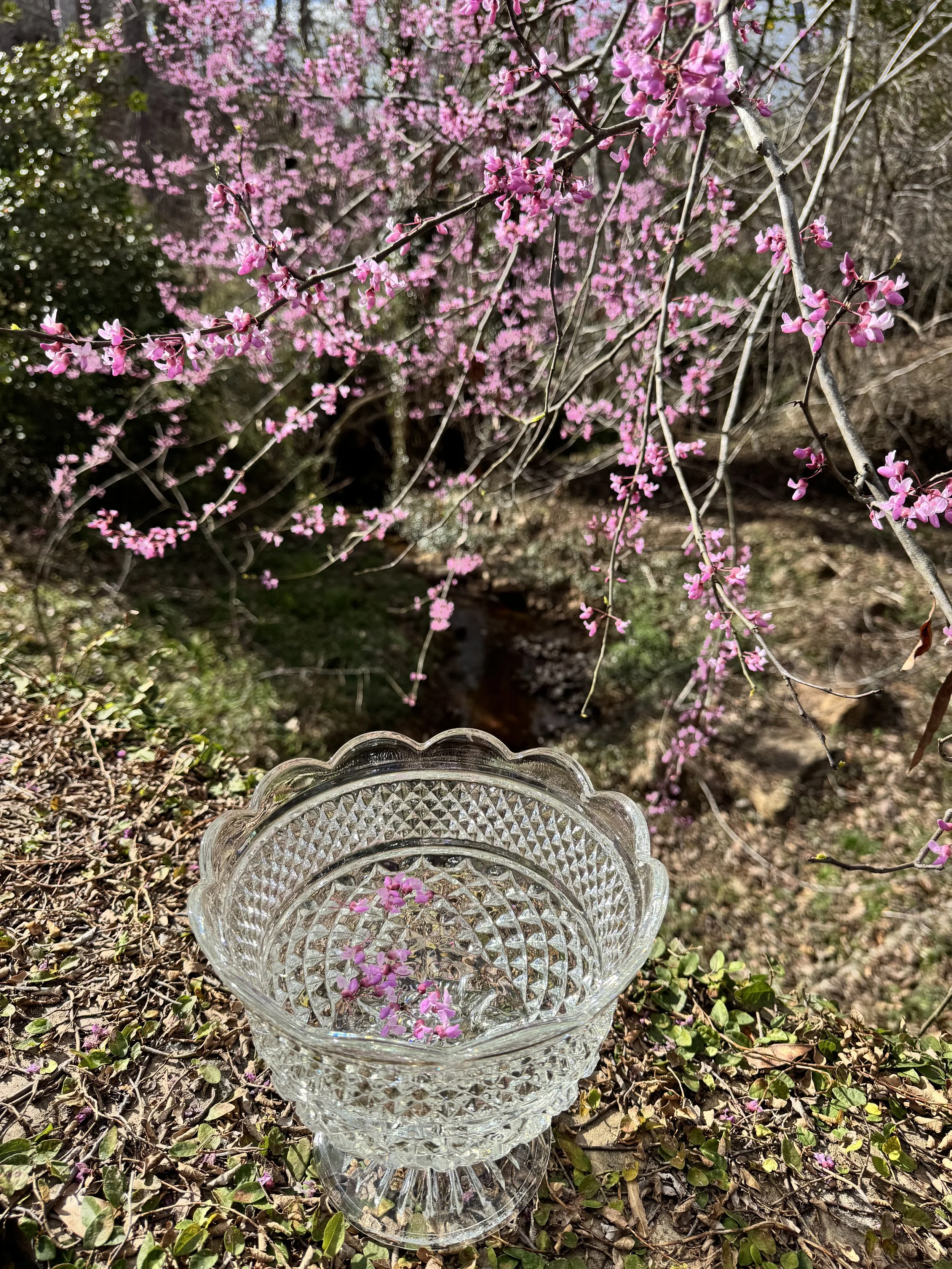 Eastern Redbud Tree: An Early Springtime Ally for Foragers &amp; Herbalists