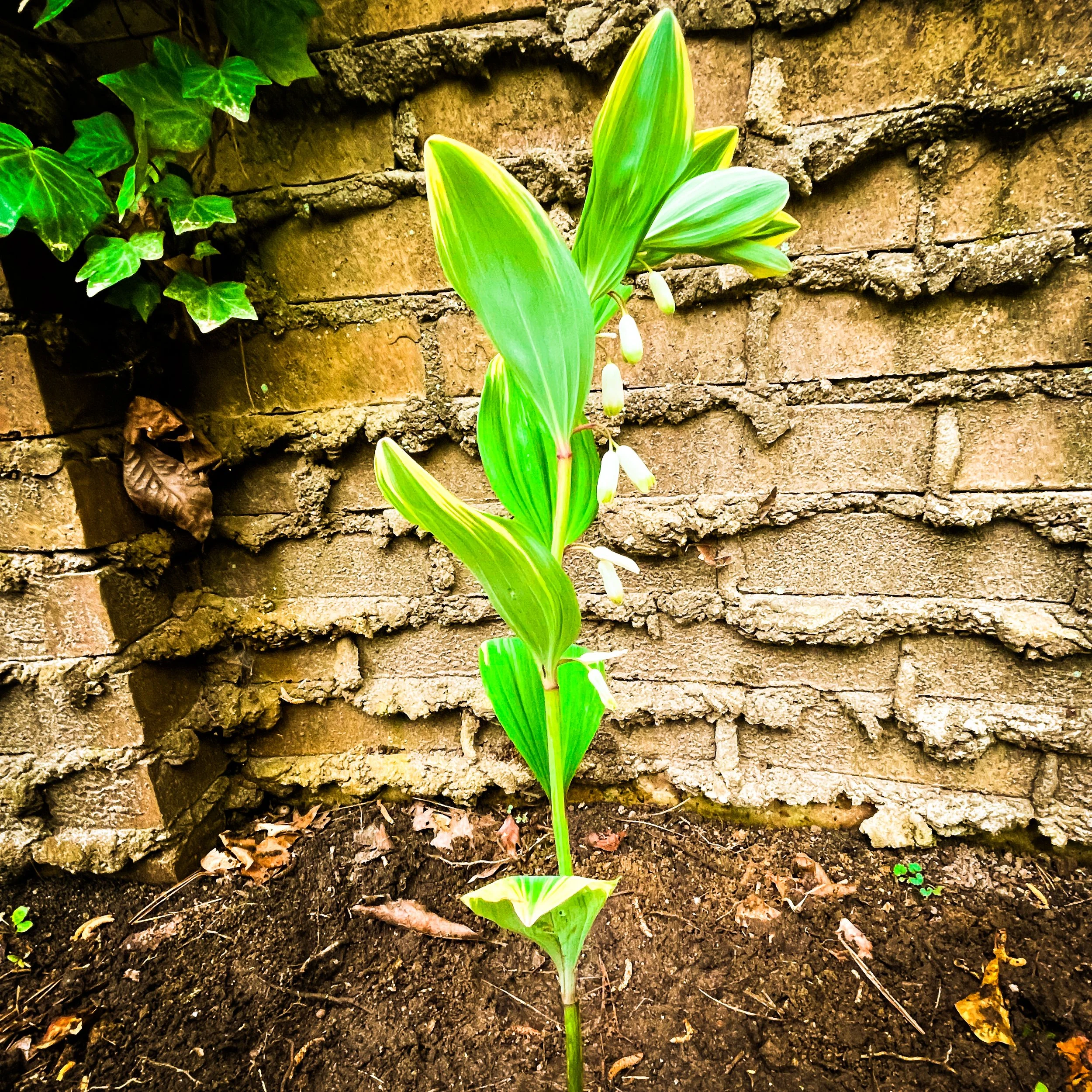 Solomon's Seal.jpg