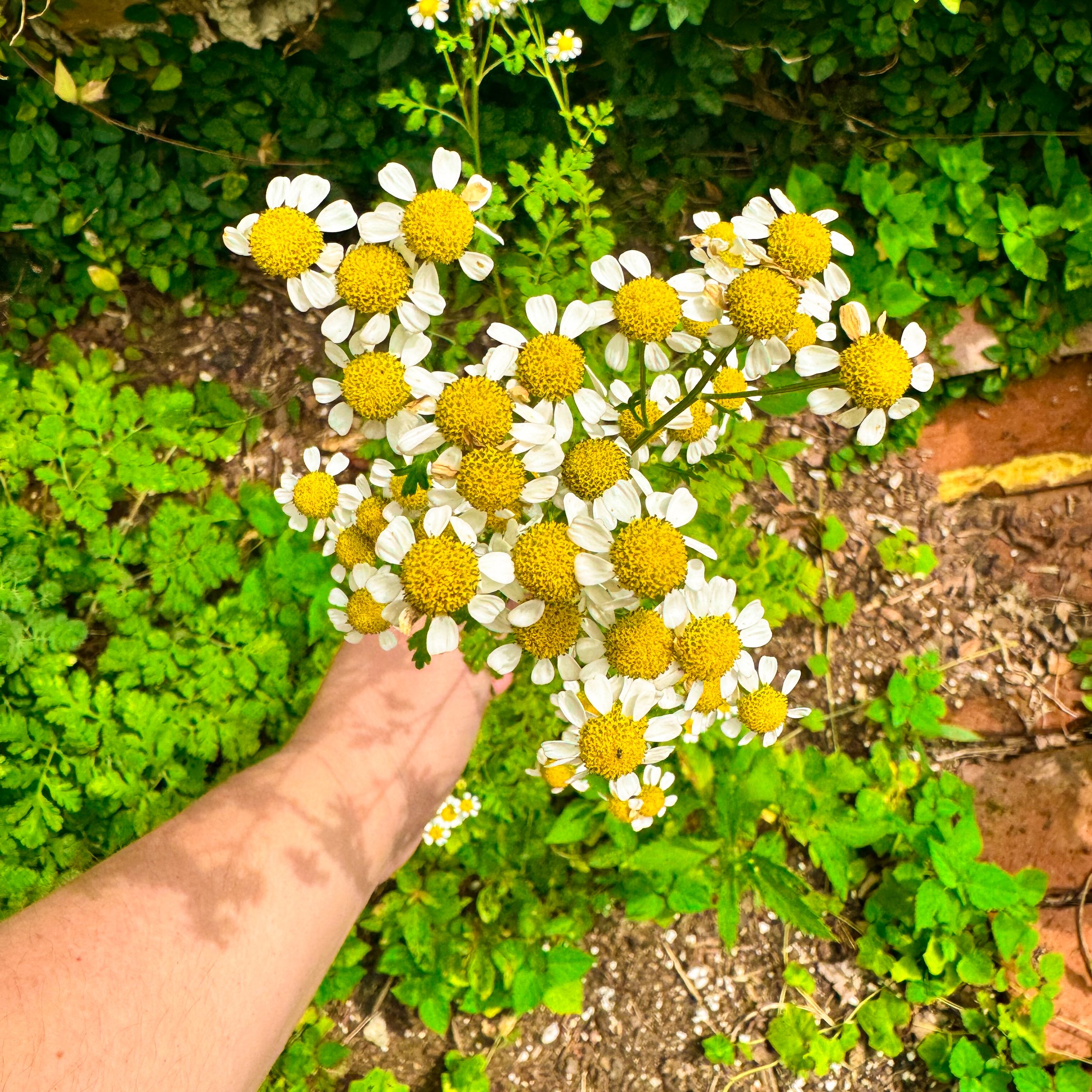 Feverfew.jpg