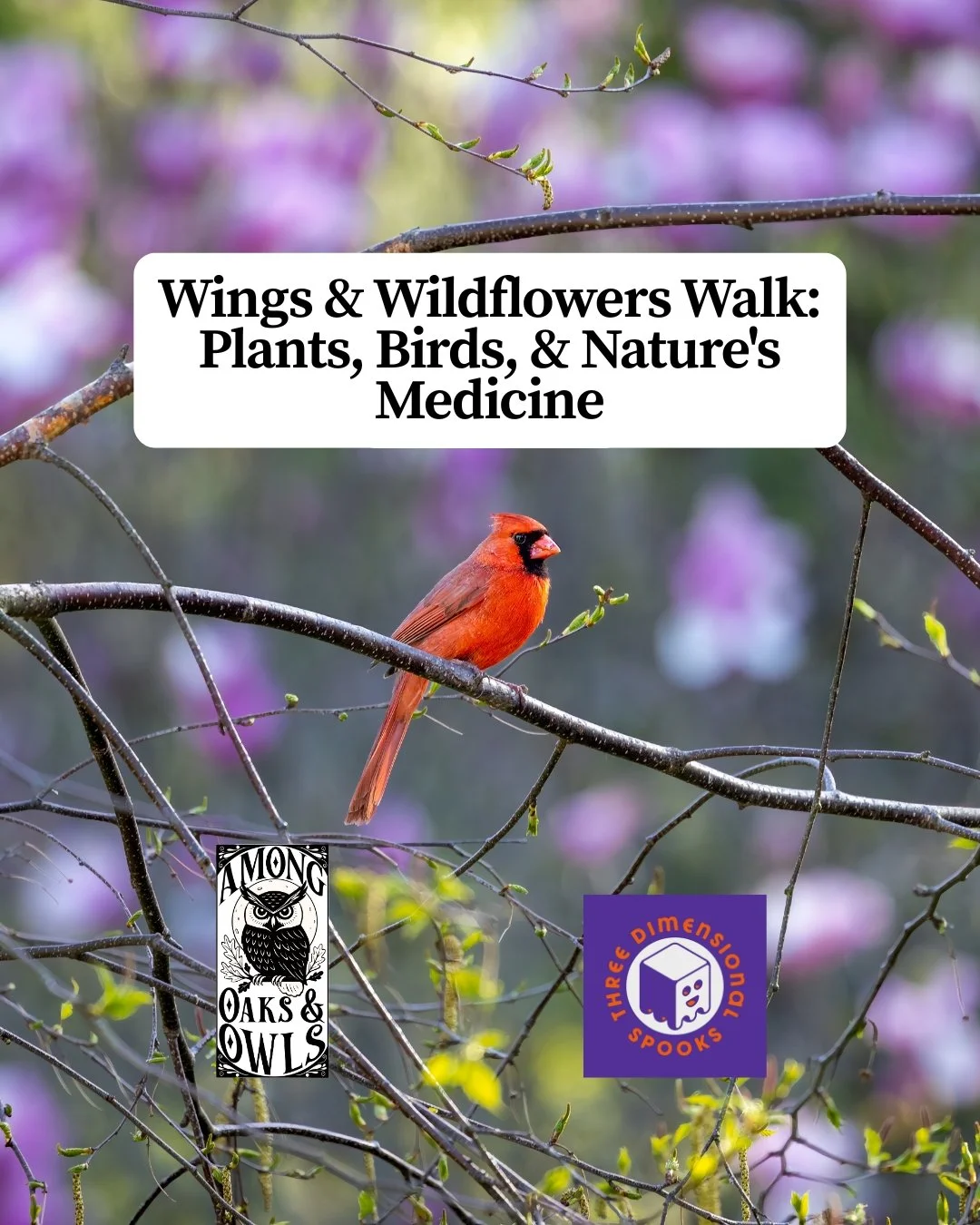 Wings & Wildflowers Walk: Plants, Birds, and Nature's Medicine  - May 21st