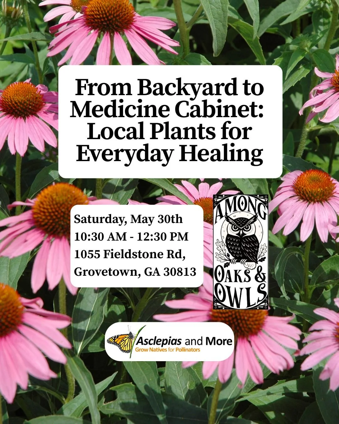 From Backyard to Medicine Cabinet: Local Plants for Everyday Healing