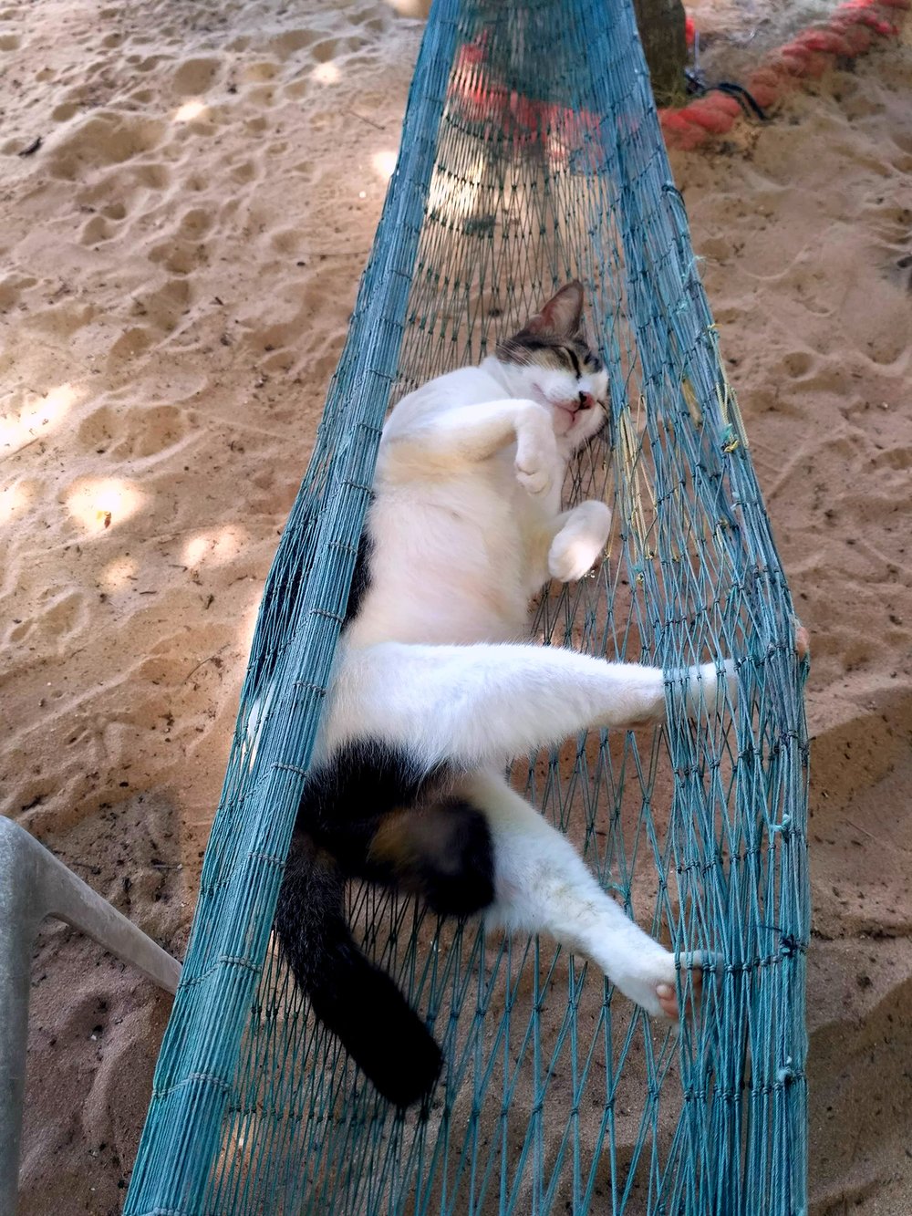  The legendary Hammock Cat of Tioman Island will forever be one of our heroes 