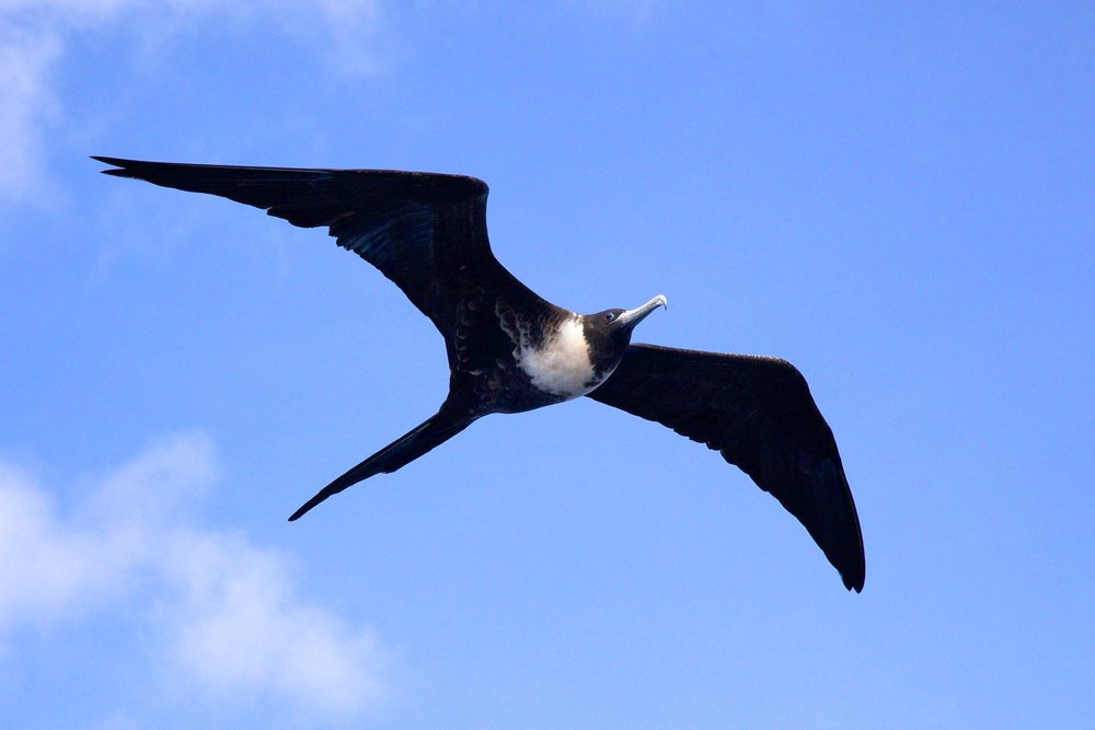 Frigatebird