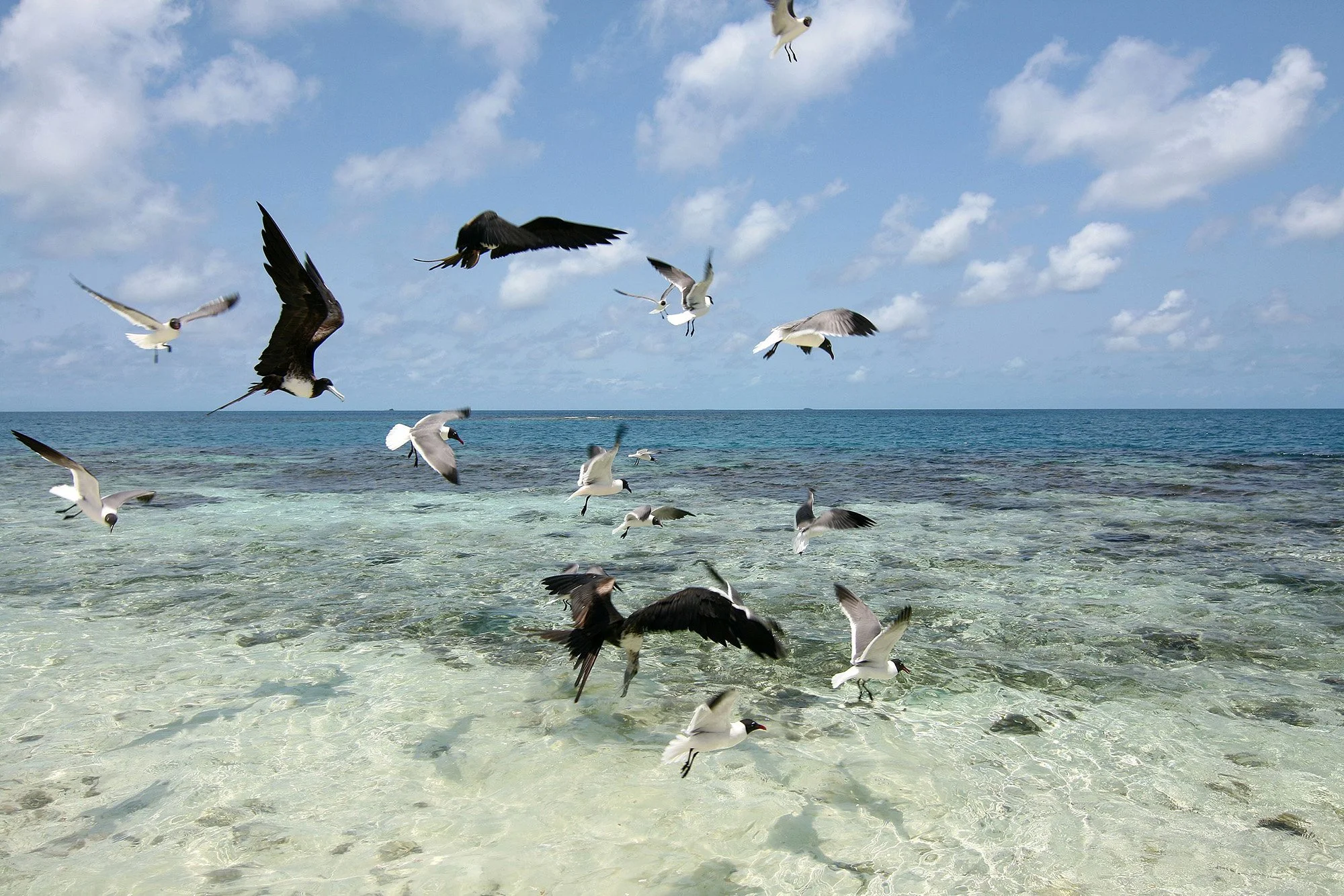 Frigatebirds &amp; Laughing Gulls