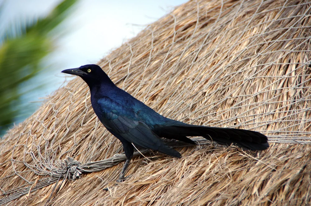 Great-Tailed Grackle