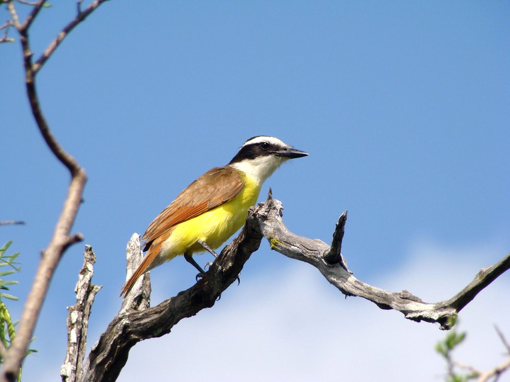 Great Kiskadee