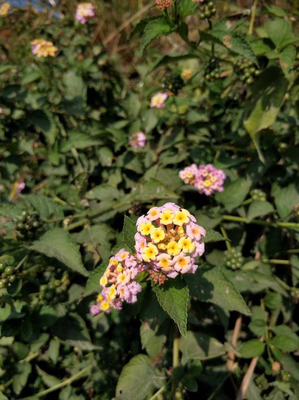  Not gonna lie, when we saw these beautiful flowers all we could think was ‘pink and yellow golf balls - cool!' 