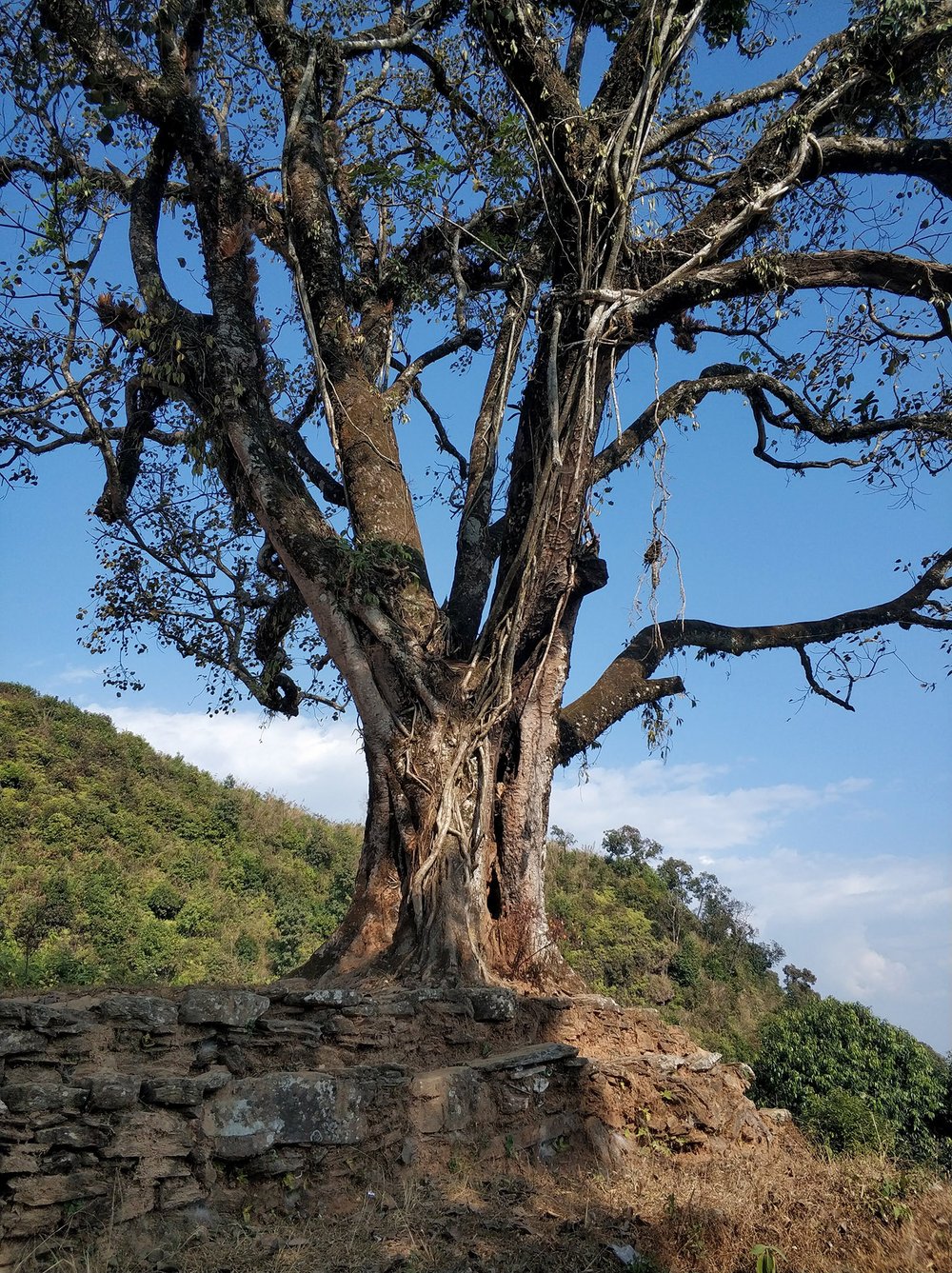  Another chautara, another impressive tree (getting close to the top now too) 