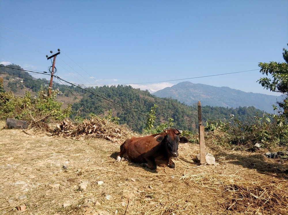  This cow seemed to be living his best life. 